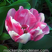 A Rose is a Rose is Rose