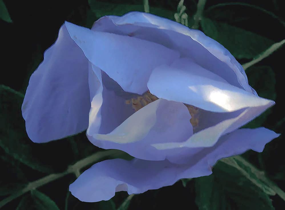 A budding White Rugosa Rose